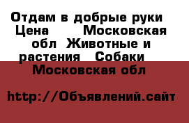 Отдам в добрые руки › Цена ­ 1 - Московская обл. Животные и растения » Собаки   . Московская обл.